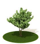 Download FREE 3D Models of foreign plants 4-5