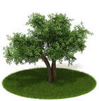 Download FREE 3D Models of foreign plants 6-5