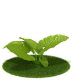 Download FREE 3D Models of foreign plants 8-5