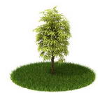 Download FREE 3D Models of foreign plants 9-5