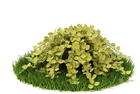 Download FREE 3D Models of foreign plants 13-5