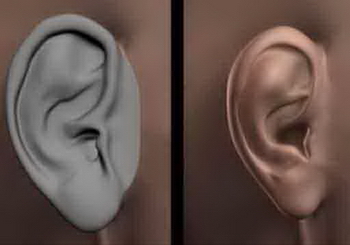 Human Body Part 3d Model: EARS 3DS MAX Model