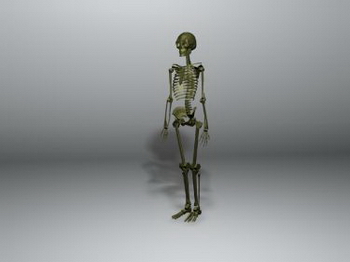 3D Models
