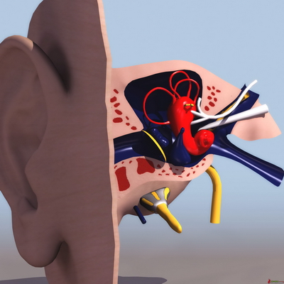 3D Models