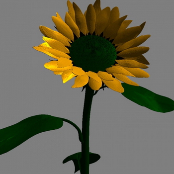 flower 3D Models