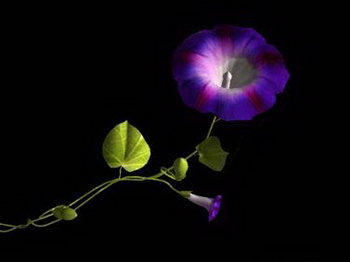 flower 3D Models
