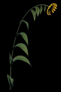 flower 3D Models