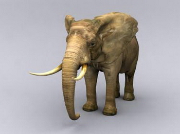 3D Models