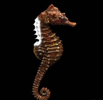 3D Models