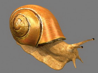 3D Models