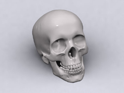 Head bone 3D model