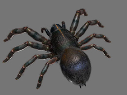 Black ants 3D models