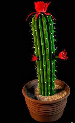 The potted plants - cactus flower