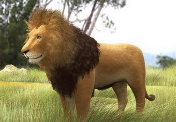 African lion 3d model