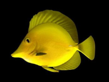 Deep-sea fish model
