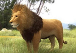 African lion 3d model