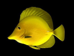 Deep-sea fish model