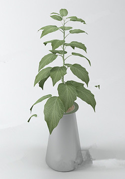 Elegant bonsai model