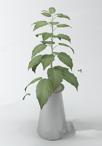 Elegant bonsai model