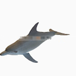 Cute dolphin 3d models
