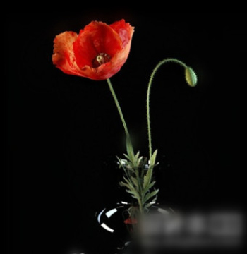 3d model home flower decorations