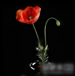 3d model home flower decorations