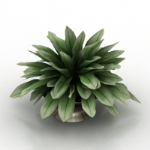Green bonsai 3d model