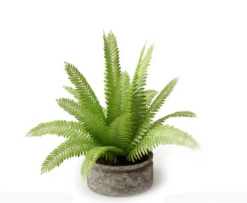 Indoor potted shrubs 3D model