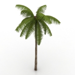 beach coconut model