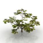 natural vegetation model