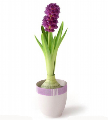 Hyacinth 3D plant model design
