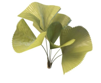 Ginkgo biloba simulation model