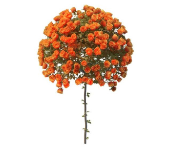Spherical model orange roses