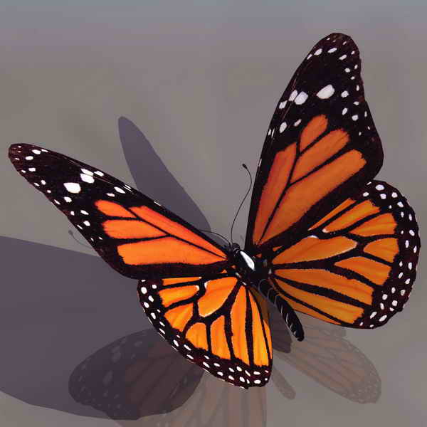 Butterfly 3D Models for Download