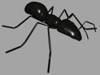  2 sets  Ants animals