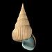  Conch  animals 49