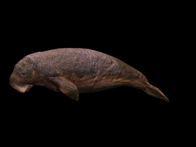Download FREE 3D Models!