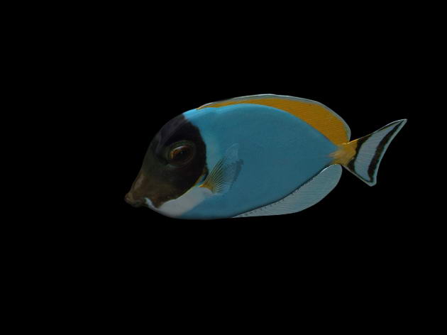 Download FREE 3D Models!