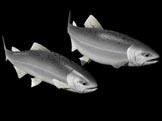 Download FREE 3D Models!