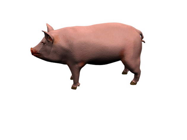 Download FREE 3D Models!