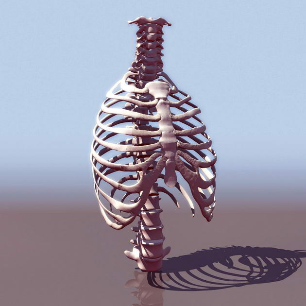 human skeleton model. Human Skeleton (5)