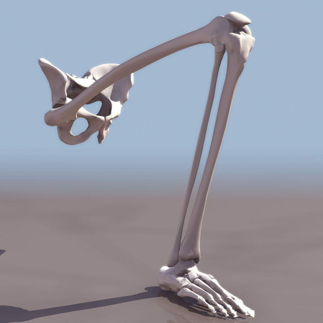 Download FREE 3D Models!