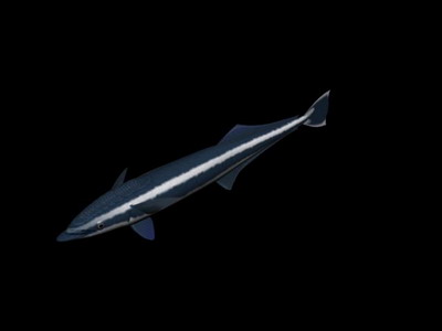 Download FREE 3D Models!