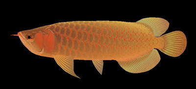   animals 1-fish 15