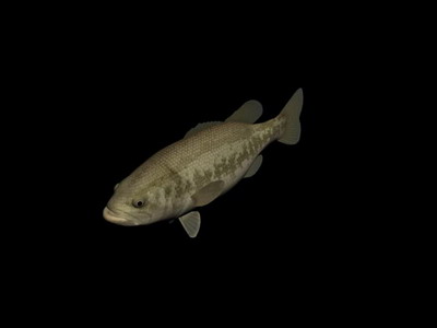 Download FREE 3D Models!