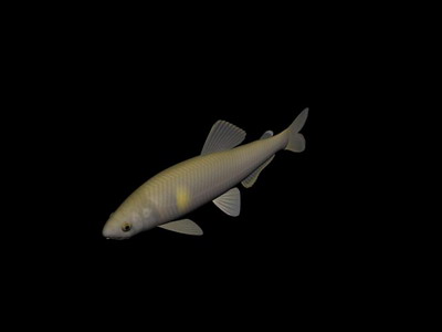 Download FREE 3D Models!