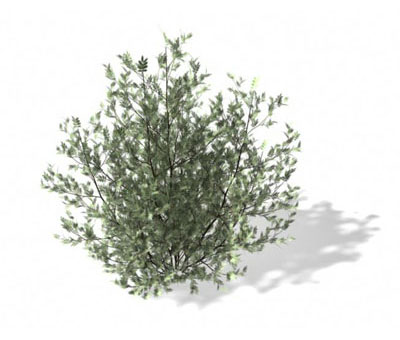 3dmax
