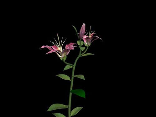 Download FREE 3D Models!