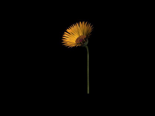 Download FREE 3D Models!