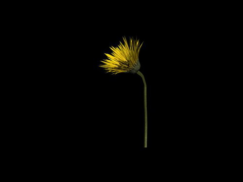 Download FREE 3D Models!